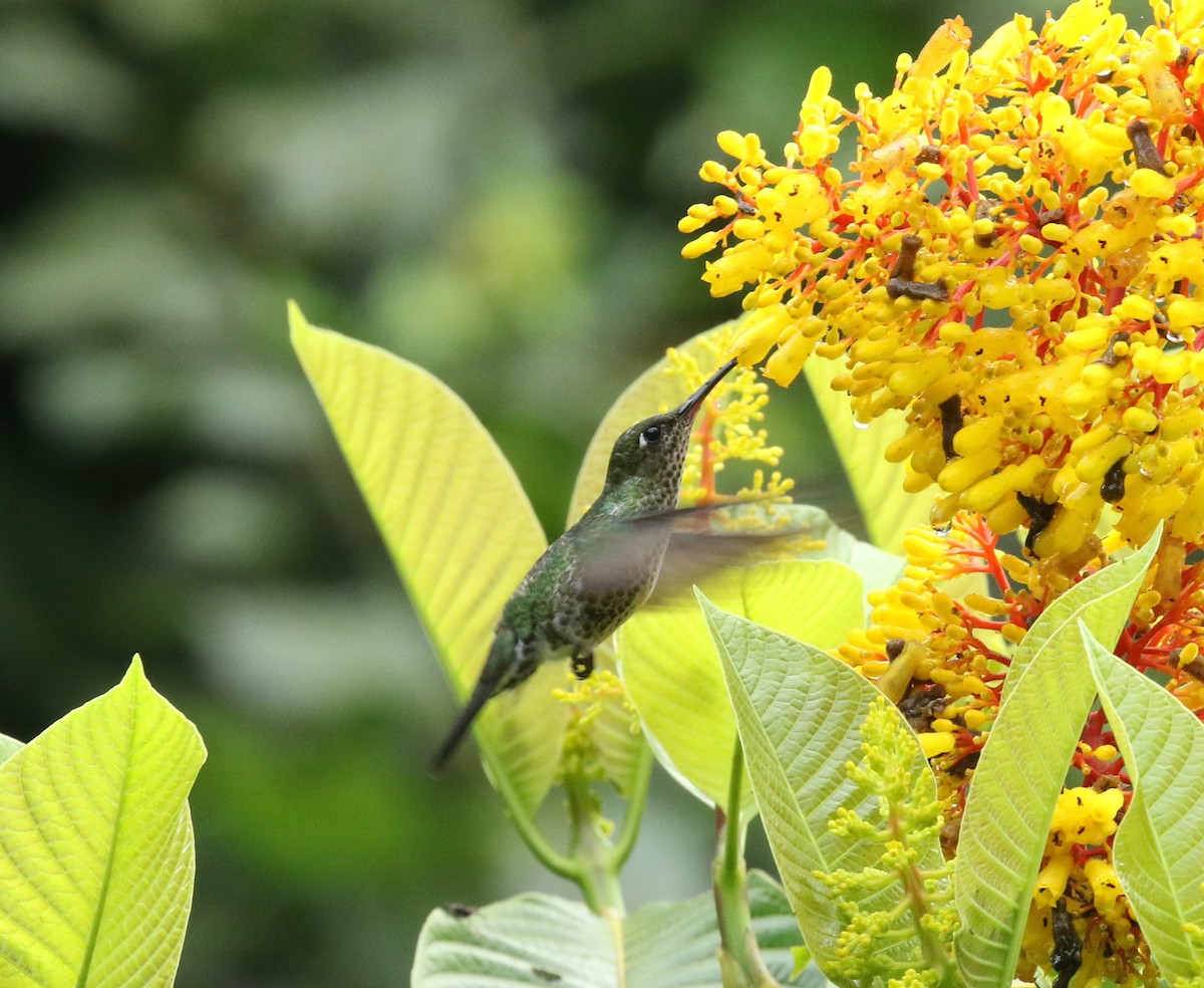 Many-spotted Hummingbird - ML423594371