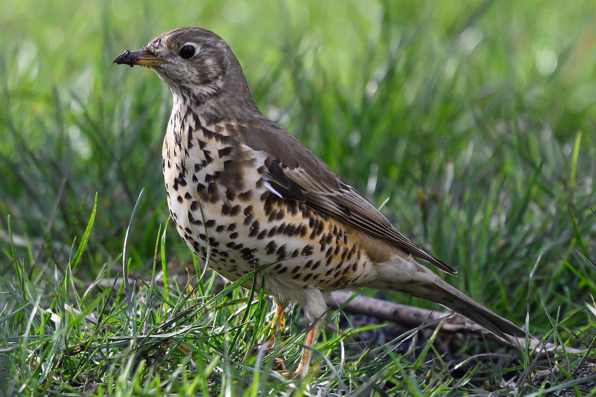 ml423597541-mistle-thrush-macaulay-library