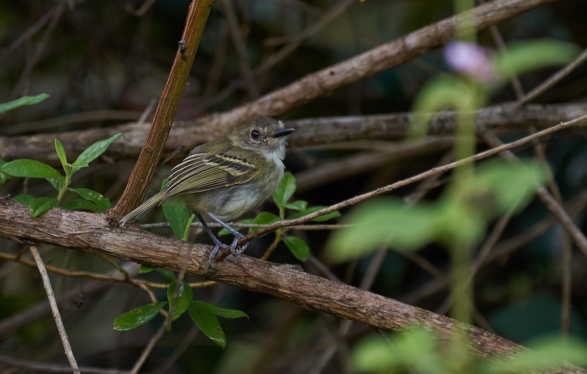 Smoky-fronted Tody-Flycatcher - ML423599341