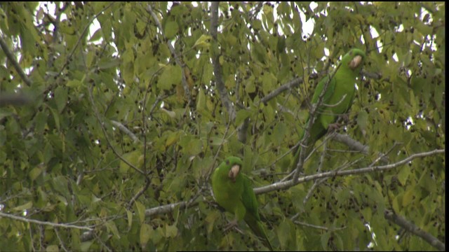 Meksika Yeşil Papağanı (holochlorus/brewsteri) - ML423601