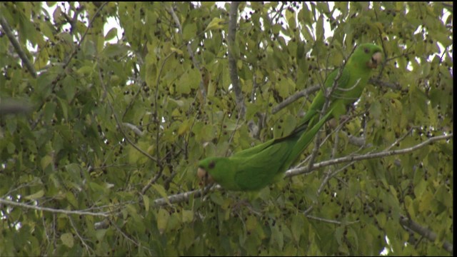 Meksika Yeşil Papağanı (holochlorus/brewsteri) - ML423602