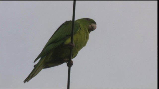 Meksika Yeşil Papağanı (holochlorus/brewsteri) - ML423604