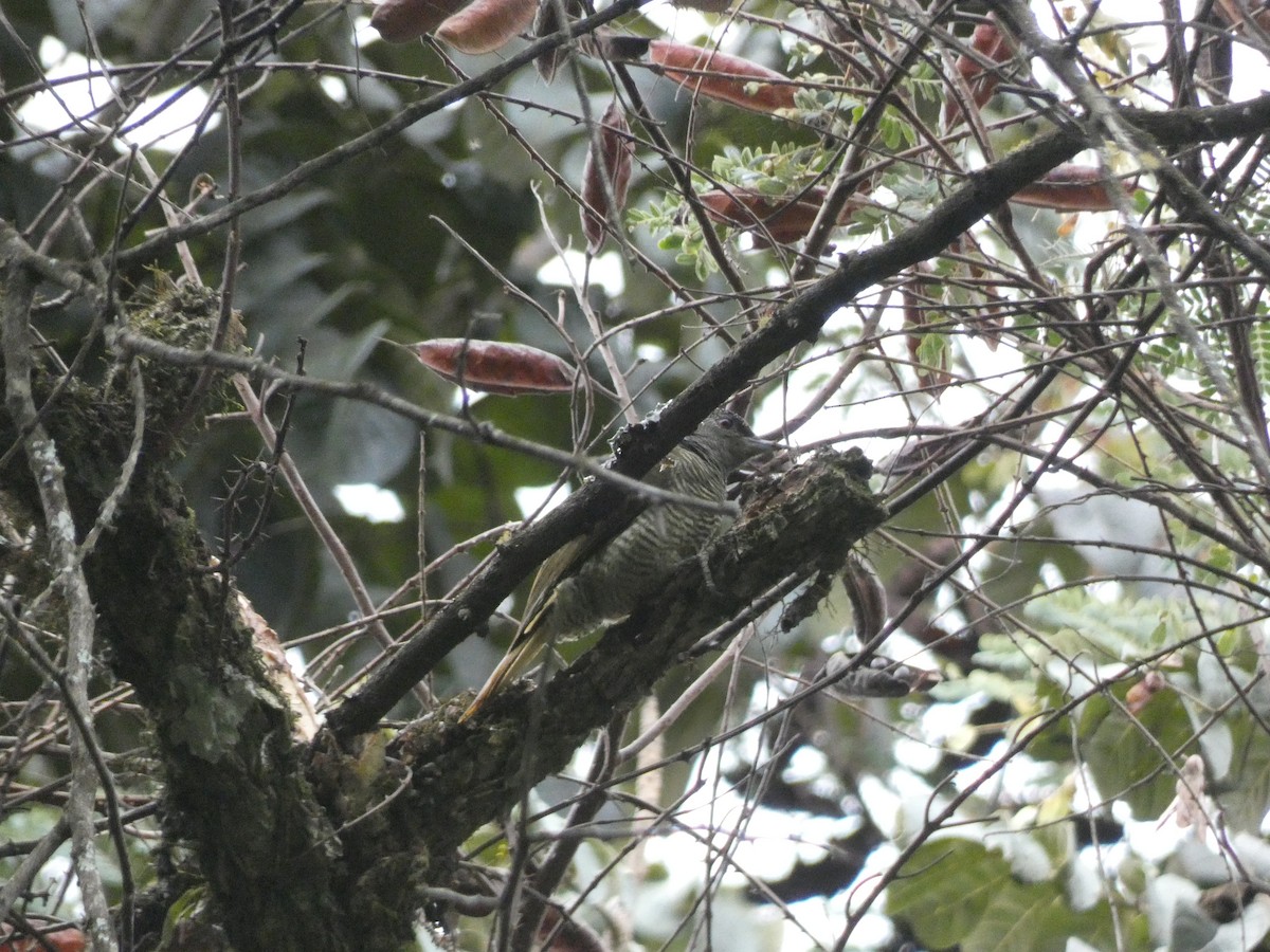 Fine-banded Woodpecker - ML423606211