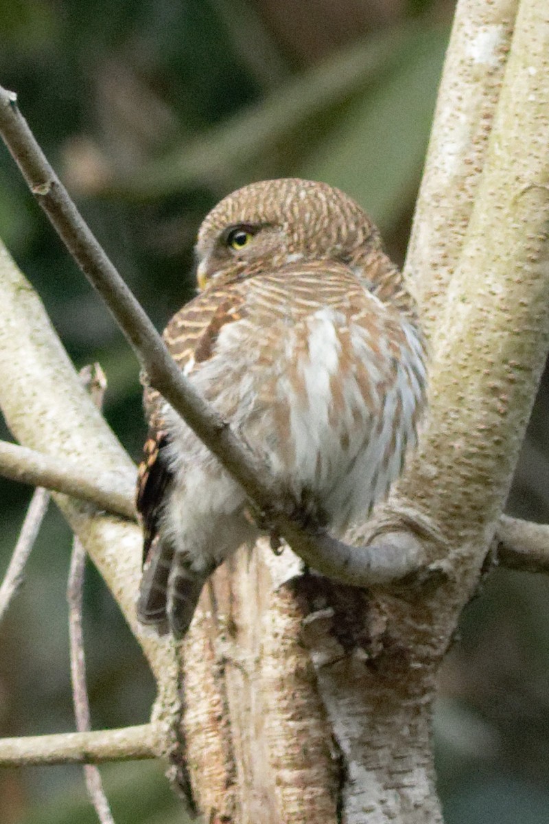 Asian Barred Owlet - ML423607181