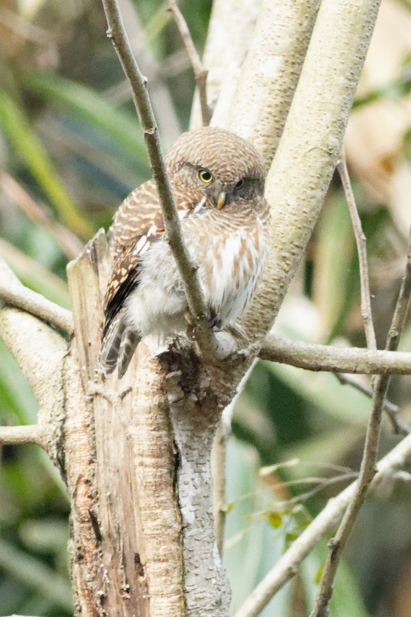 Asian Barred Owlet - ML423607191