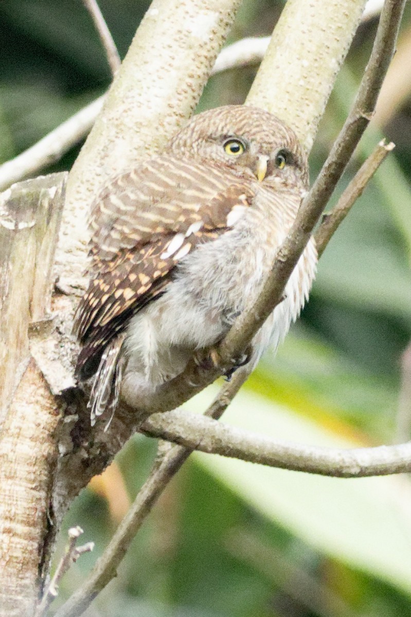 Asian Barred Owlet - ML423607221