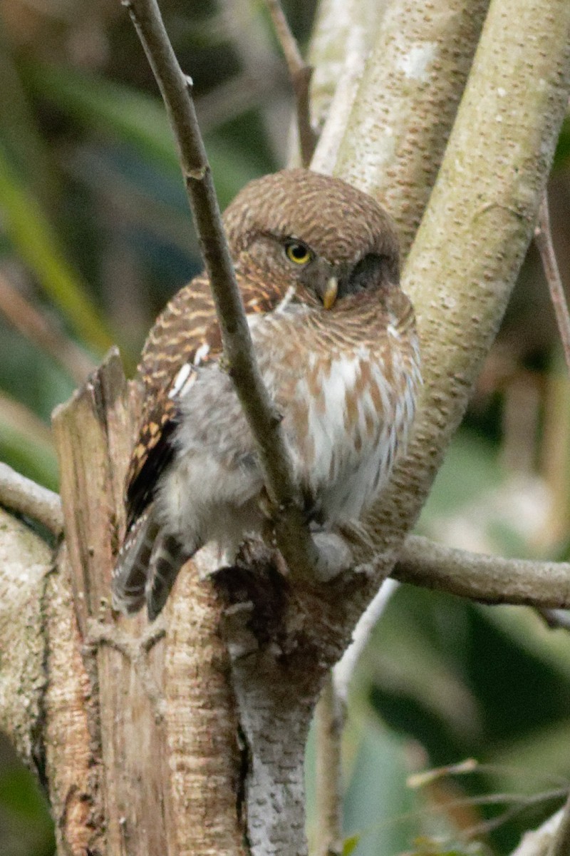 Asian Barred Owlet - ML423607851