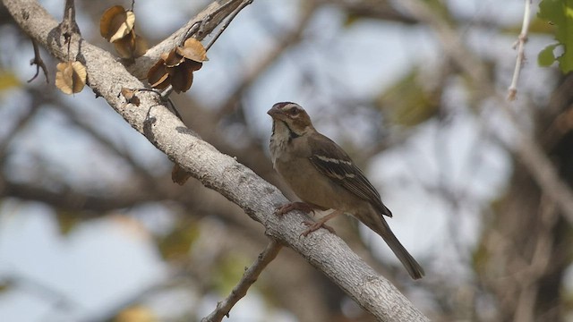 Chestnut-crowned Sparrow-Weaver - ML423610621