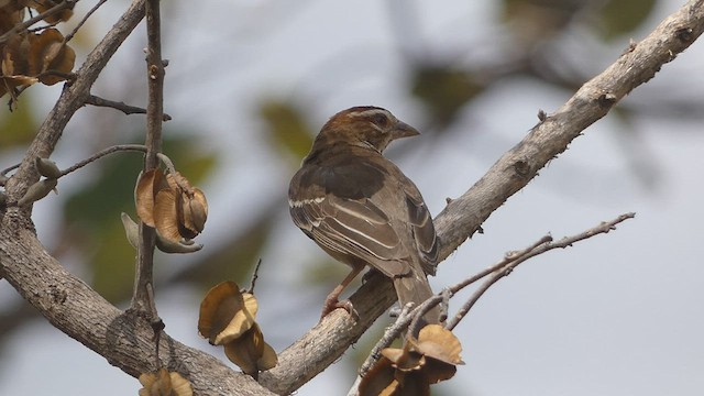 Chestnut-crowned Sparrow-Weaver - ML423612331
