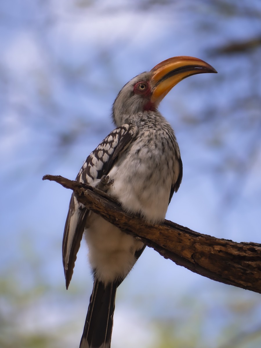Southern Yellow-billed Hornbill - Qhelani Moyo