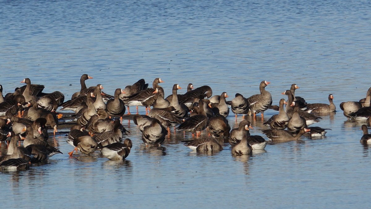 Greater White-fronted Goose - ML423613061