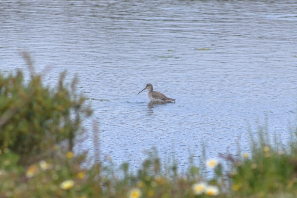 Spotted Redshank - ML423613361