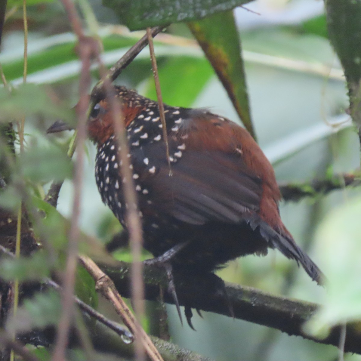 Ocellated Tapaculo - ML423613671