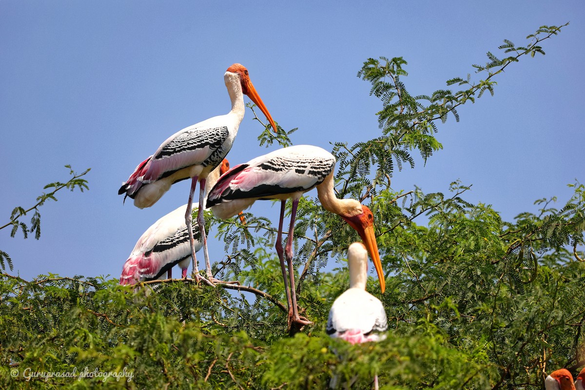 Painted Stork - Guru prasad