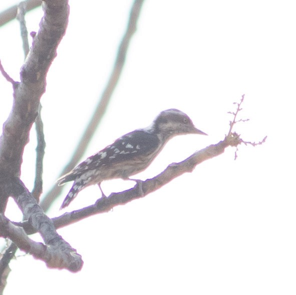Brown-capped Pygmy Woodpecker - ML423620441