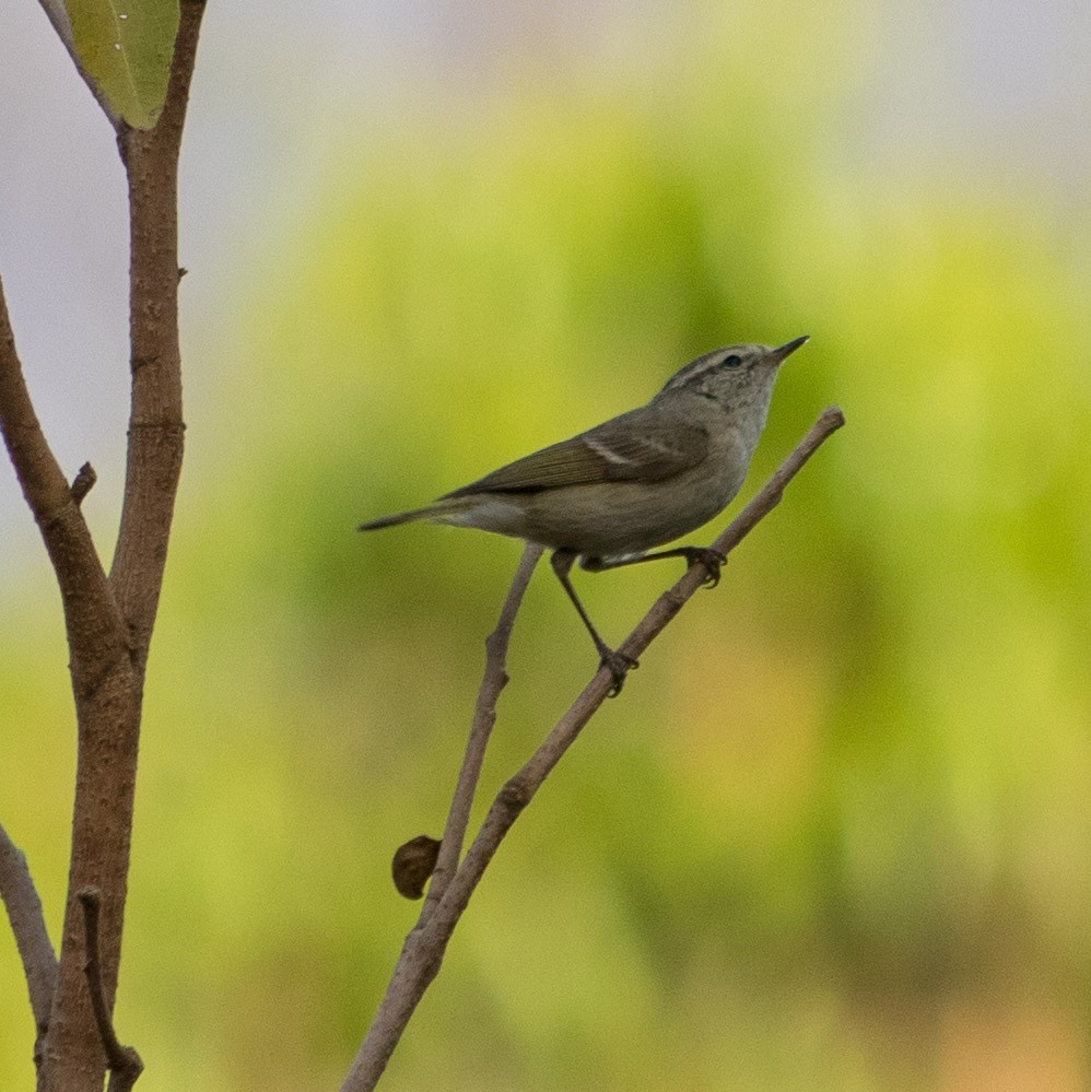 Hume's Warbler - ML423620681