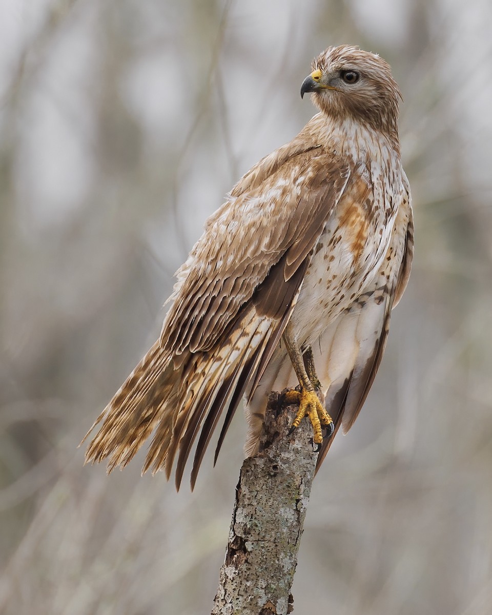 Red-shouldered Hawk (lineatus Group) - ML423627551