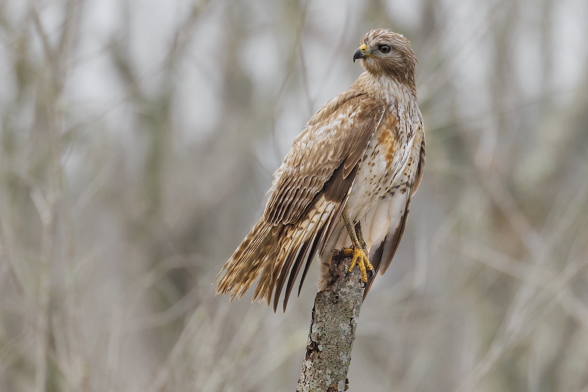 Red-shouldered Hawk (lineatus Group) - Matt Felperin