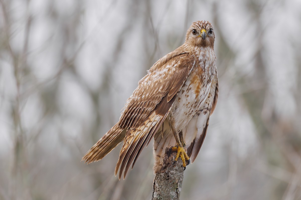 Red-shouldered Hawk (lineatus Group) - ML423627671