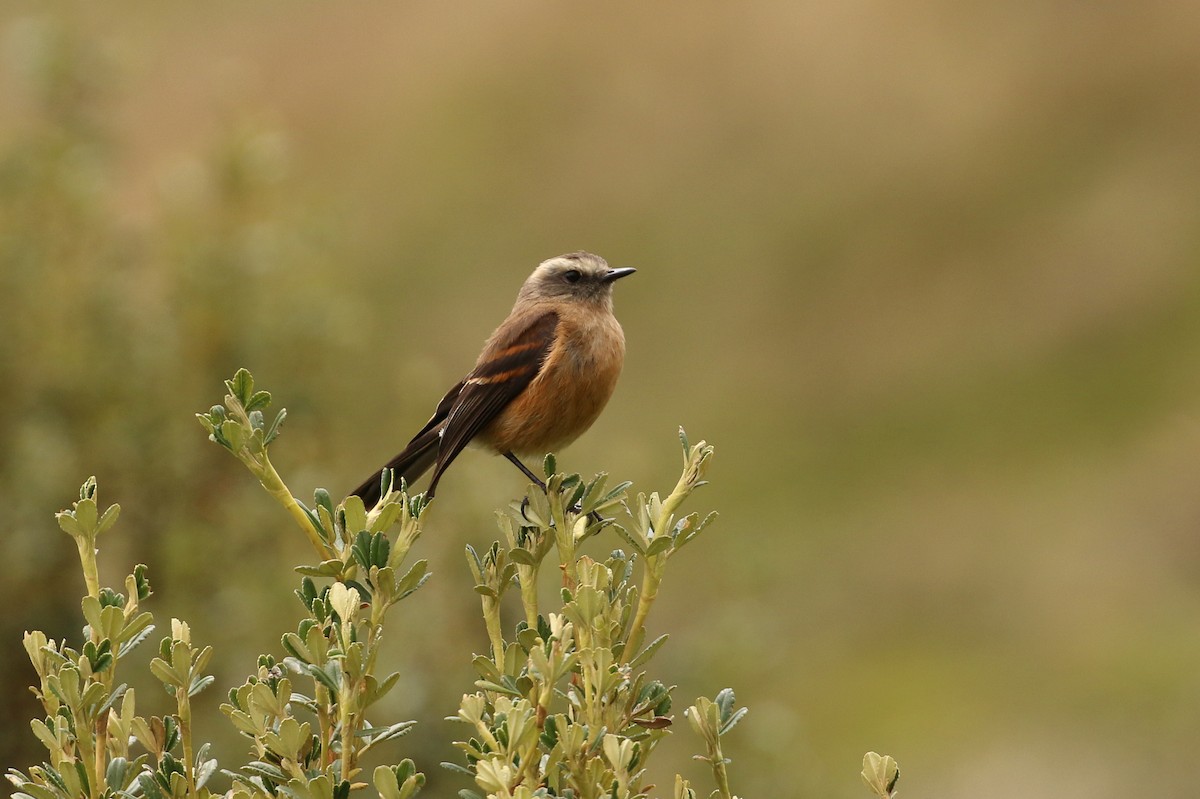 Brown-backed Chat-Tyrant - ML42362821