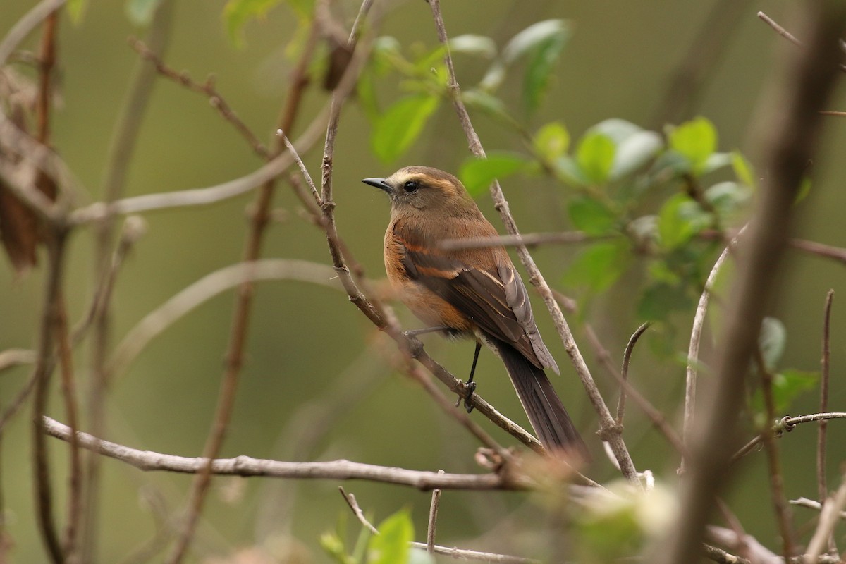 Brown-backed Chat-Tyrant - Tommy Pedersen
