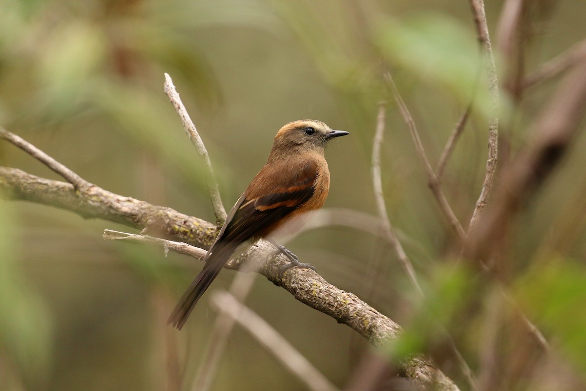 Brown-backed Chat-Tyrant - Tommy Pedersen