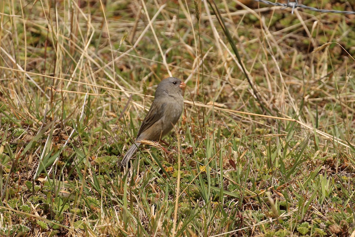 Plain-colored Seedeater - ML42362991