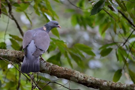 Common Wood-Pigeon - Rajesh Panwar