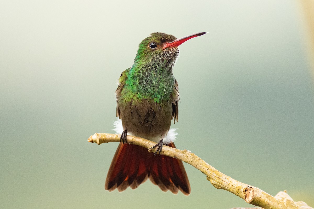 Rufous-tailed Hummingbird - Eli  Jahsua Miller