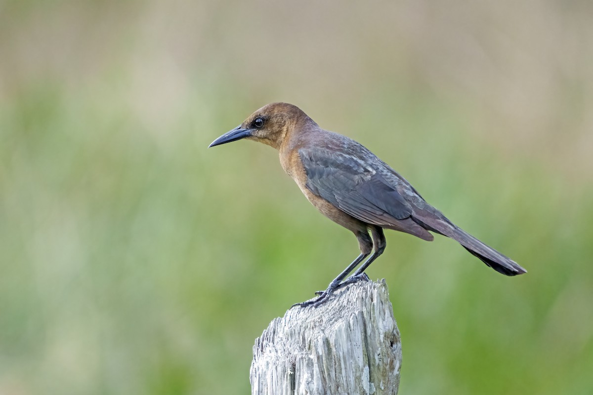 Boat-tailed Grackle - Larry Master