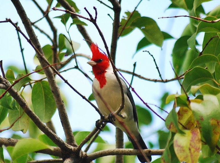 Red-crested Cardinal - ML423641941