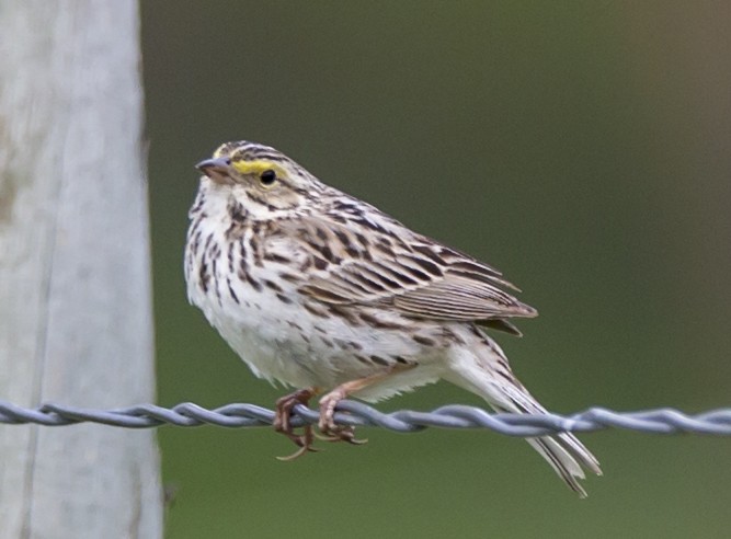 Savannah Sparrow - ML42364481