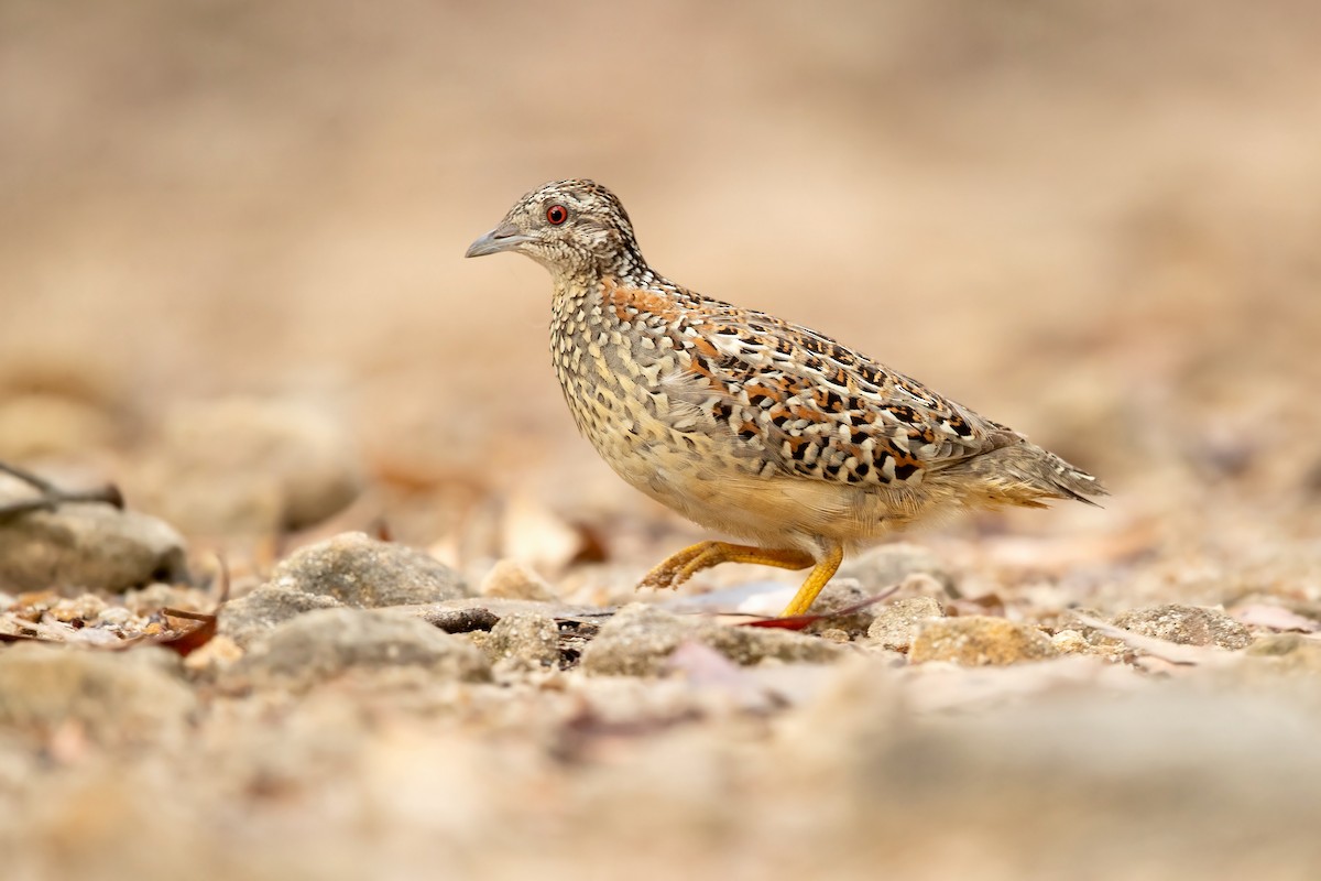 Painted Buttonquail - ML423647021