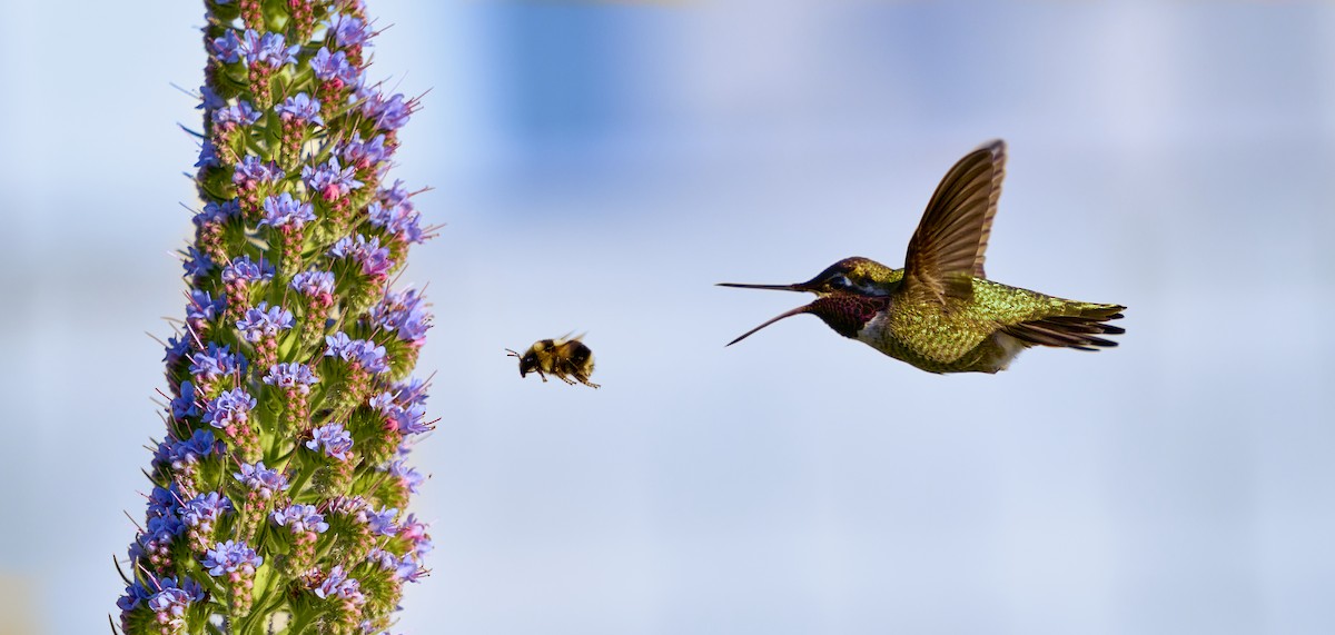 hummingbird sp. - Jeff Burke
