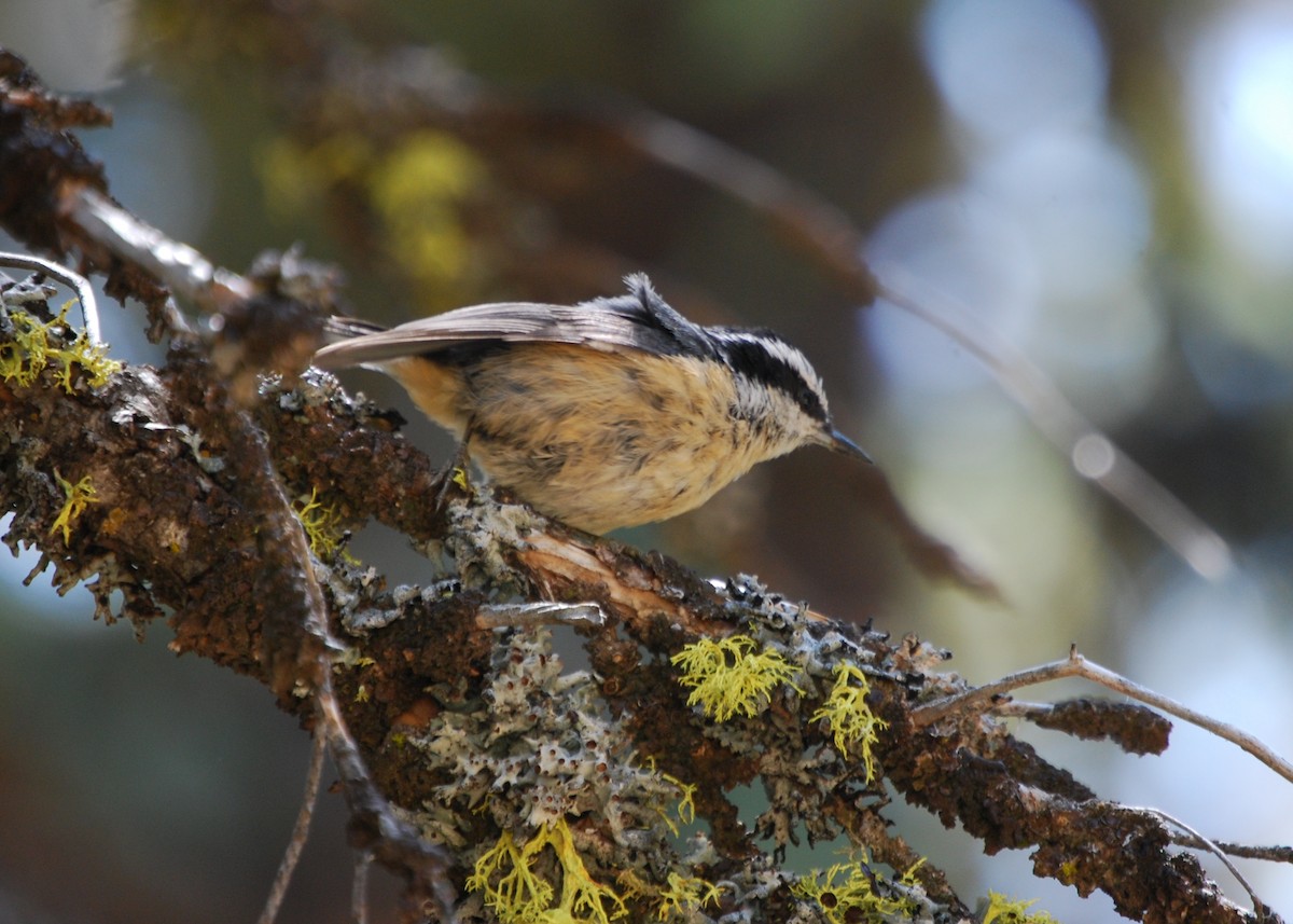 Red-breasted Nuthatch - ML423651721