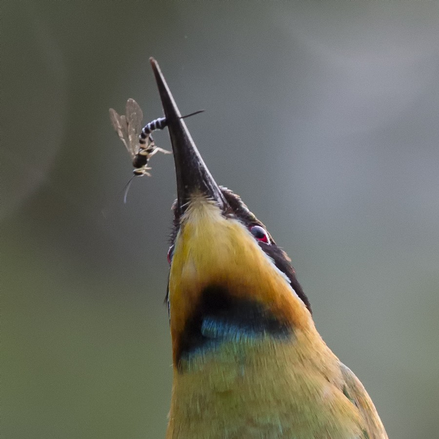 Rainbow Bee-eater - ML42365431