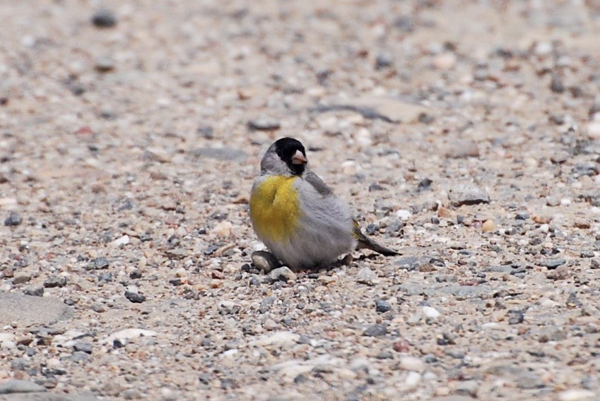 Lawrence's Goldfinch - ML42365441