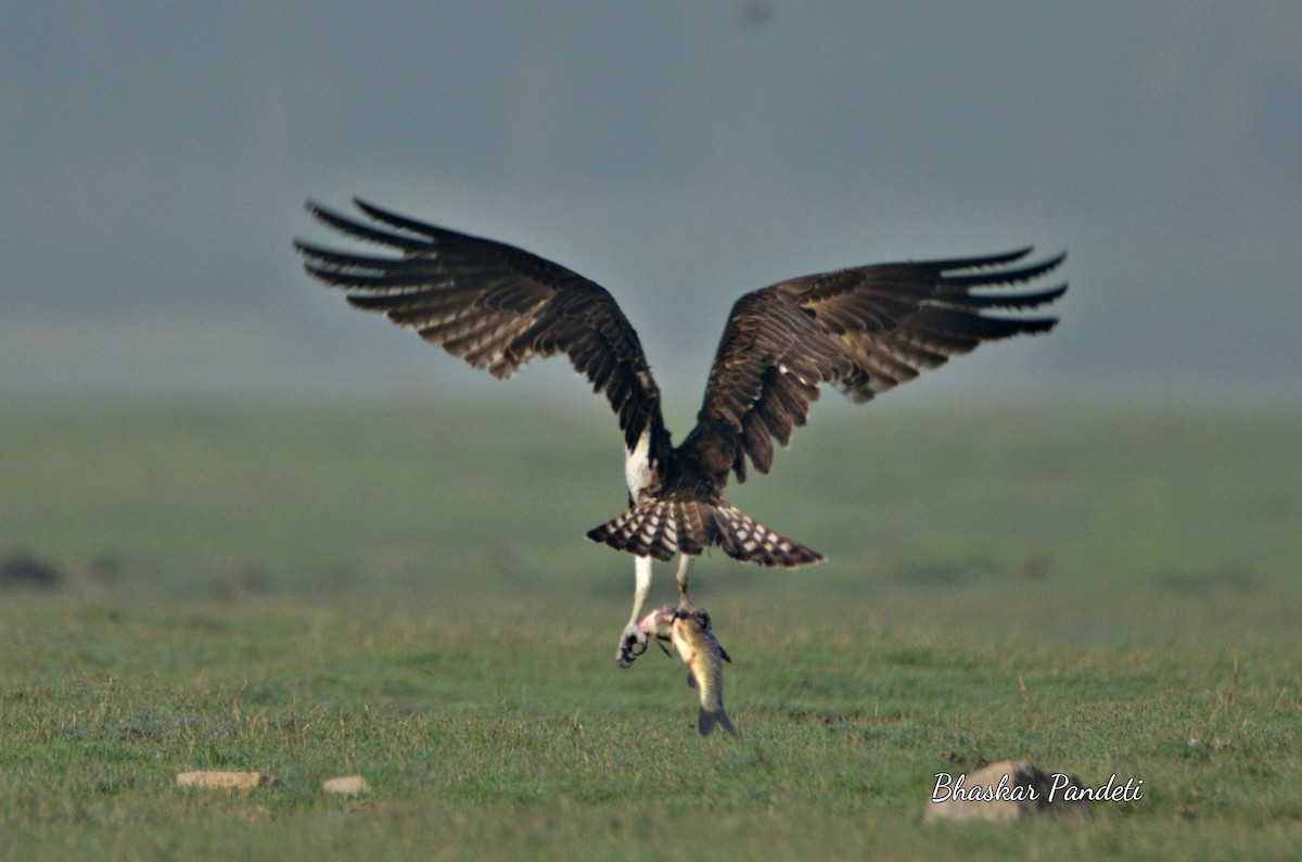 Osprey - Bhaskar pandeti