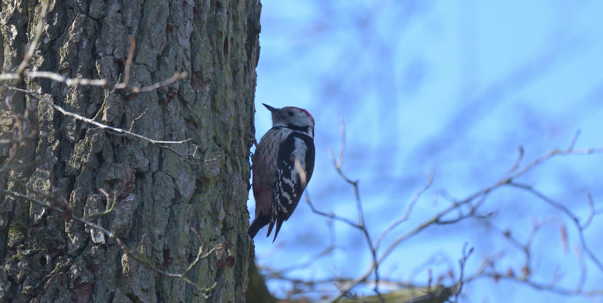 Middle Spotted Woodpecker - ML423666811