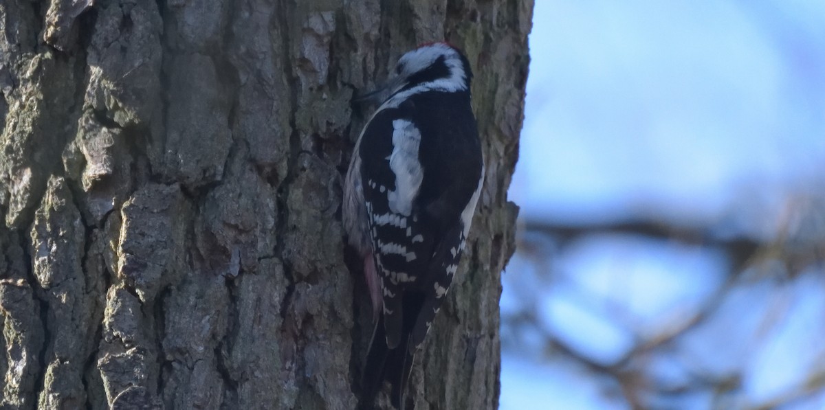 Middle Spotted Woodpecker - Morten Swayne Storgaard