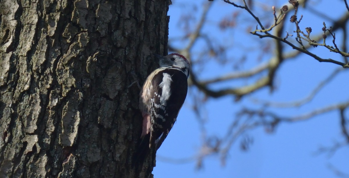 Middle Spotted Woodpecker - ML423667011