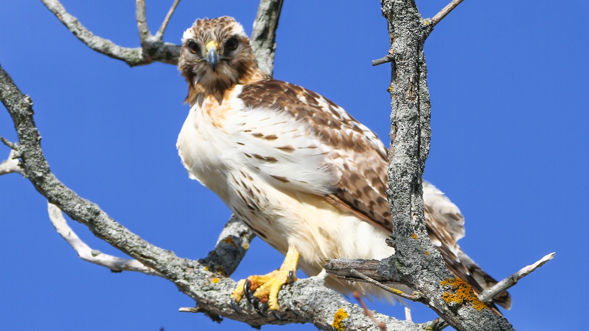 Red-tailed Hawk - ML423671391