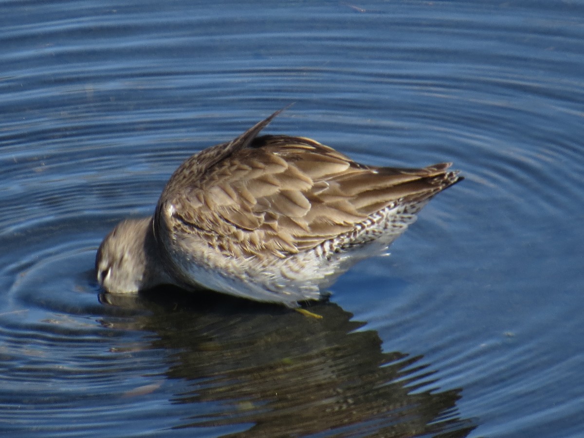 Long-billed Dowitcher - ML423687211