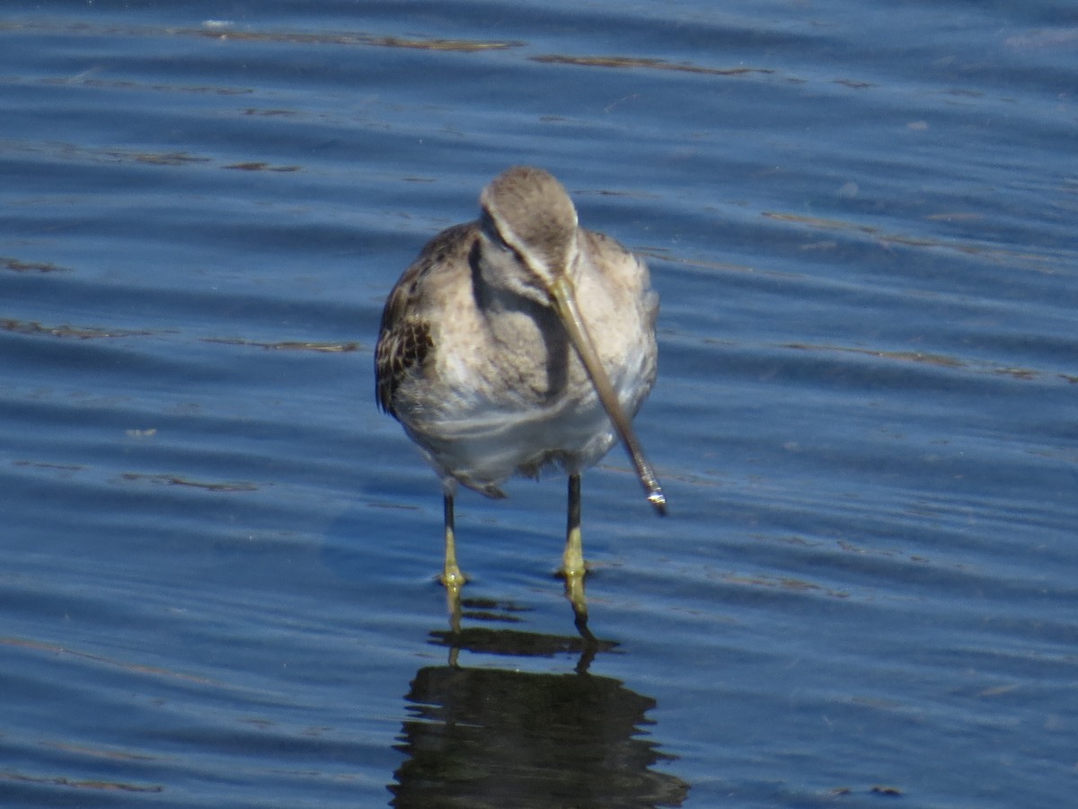 Long-billed Dowitcher - ML423687281