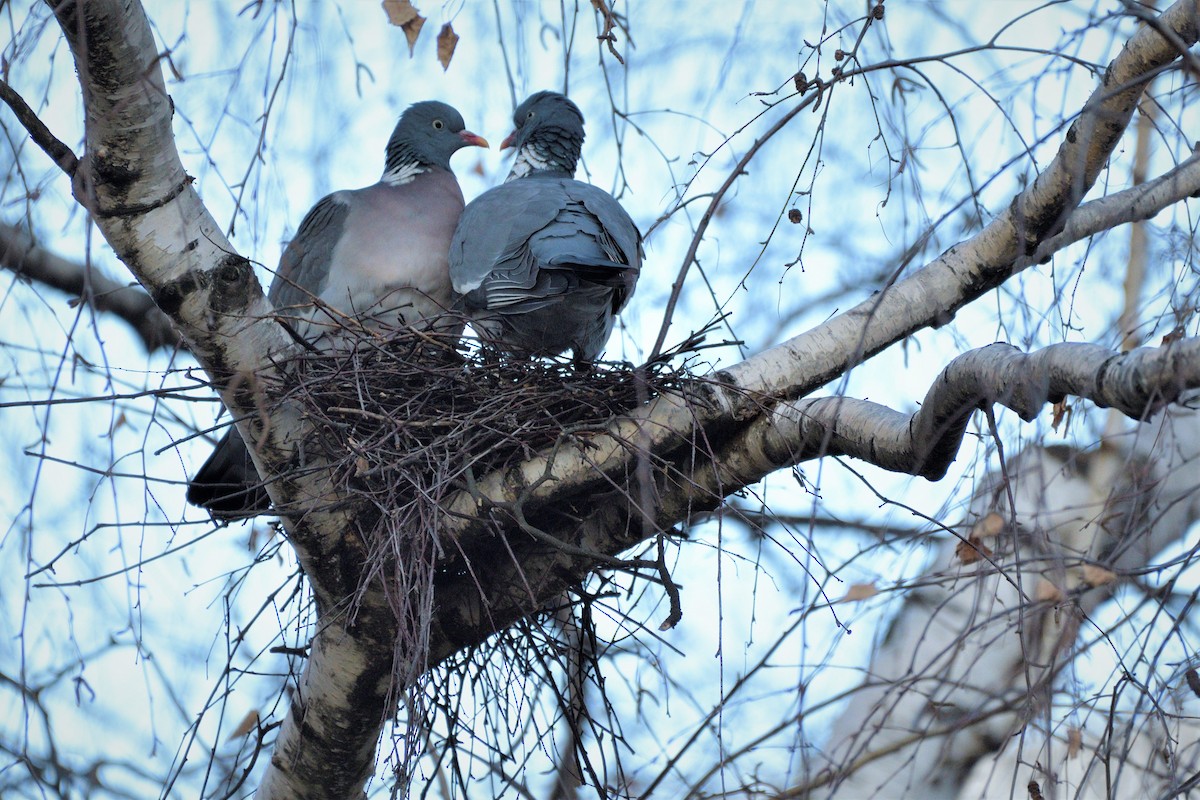 Common Wood-Pigeon (White-necked) - Tomáš Grim