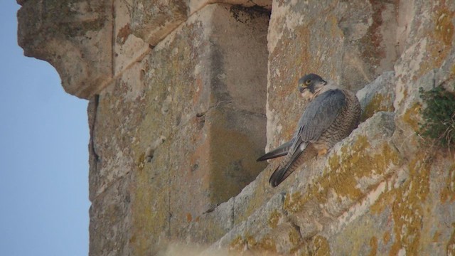 Peregrine Falcon (Eurasian) - ML423691291