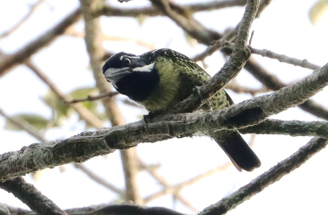Hairy-breasted Barbet - Marc Languy