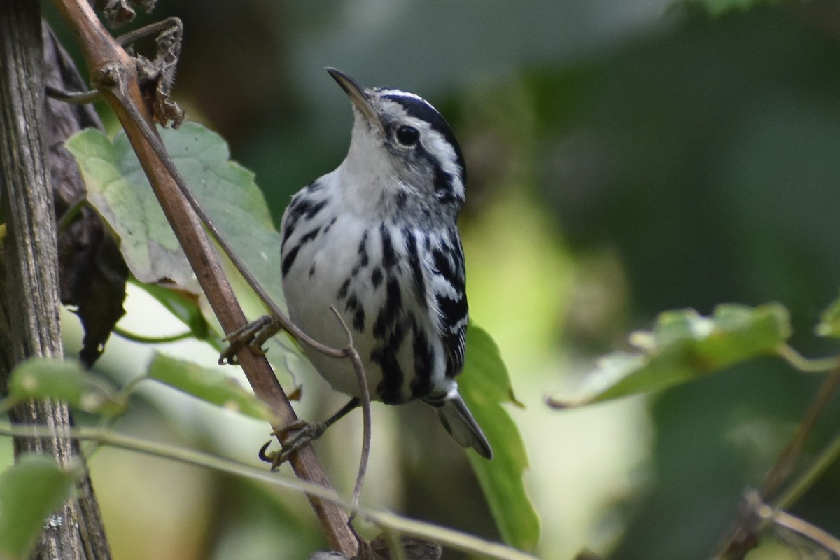 Black-and-white Warbler - ML423693261