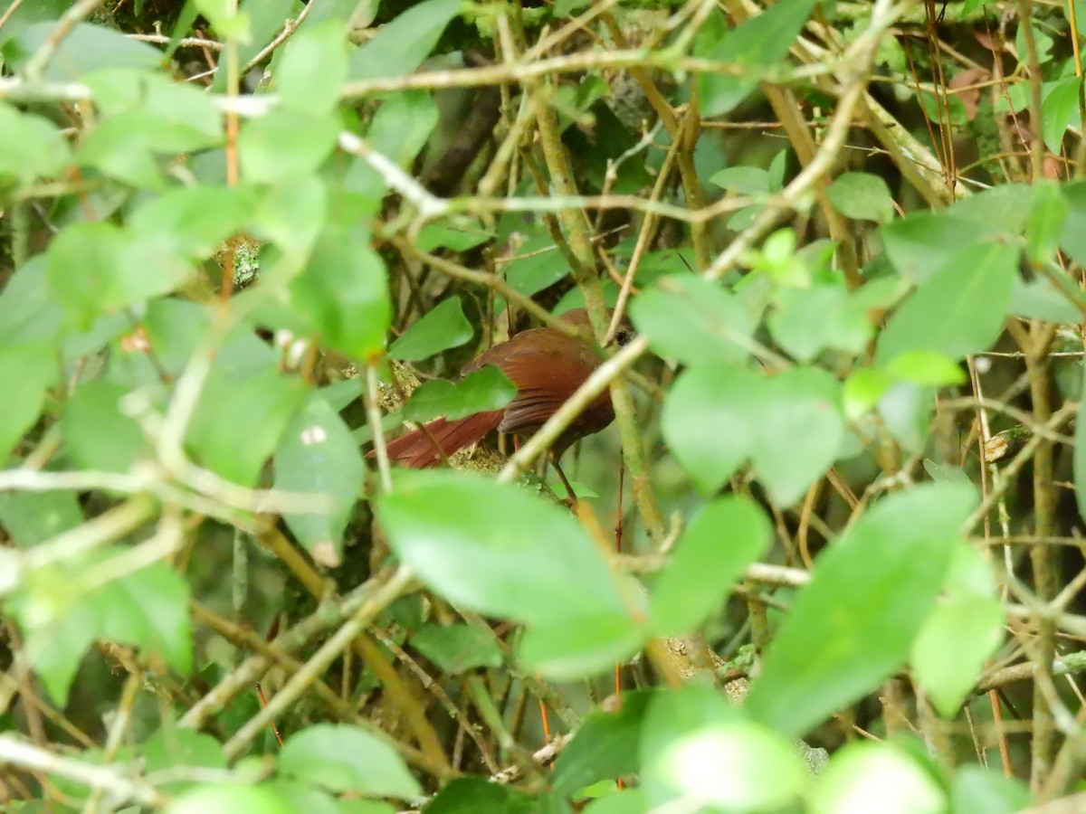 Gray-bellied Spinetail - ML423702641