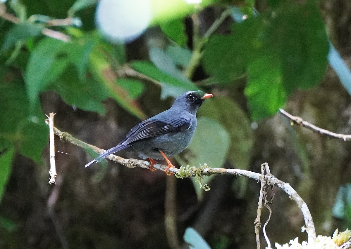 Black-faced Solitaire - ML423702771